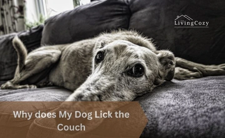 Why does My Dog Lick the Couch
