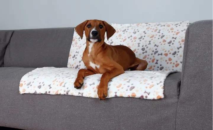 Best Couch Material for Dogs