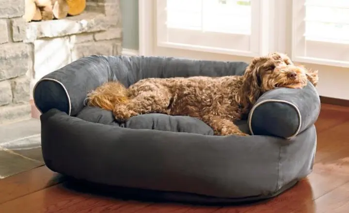 Best Couch Material for Dogs